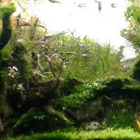 SOMEN BANERJEE/New Delhi, India/