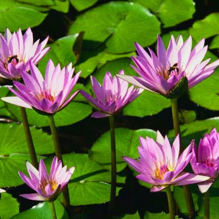 loginmiraclelogistics's Profile Picture