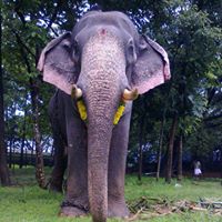 rakeshkrishnan's Profile Picture